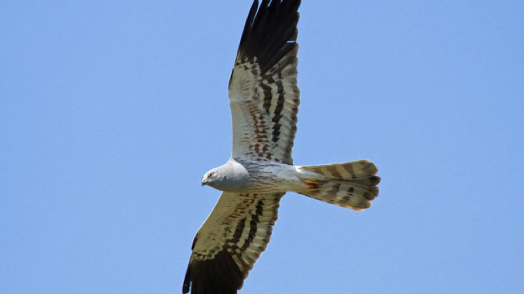 Montagu's harrier