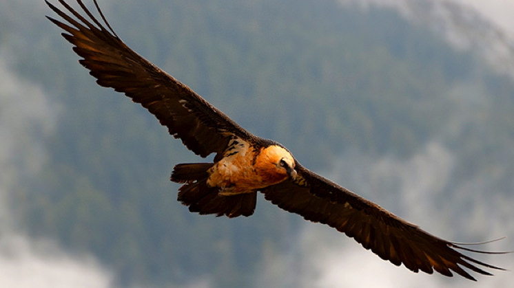 Bearded vulture in flight