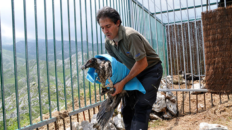 Bearded vulture monitoring