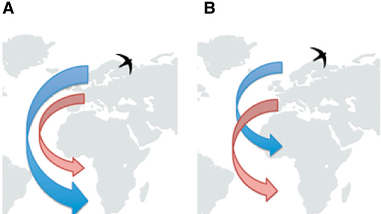 Migration strategies: leap-frog vs chain migration