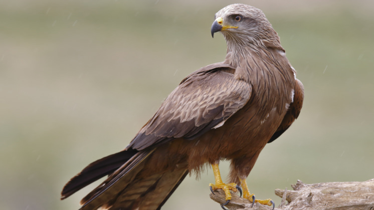 Black kite