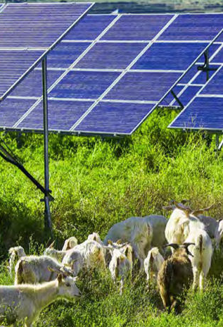 Biodiversity on land